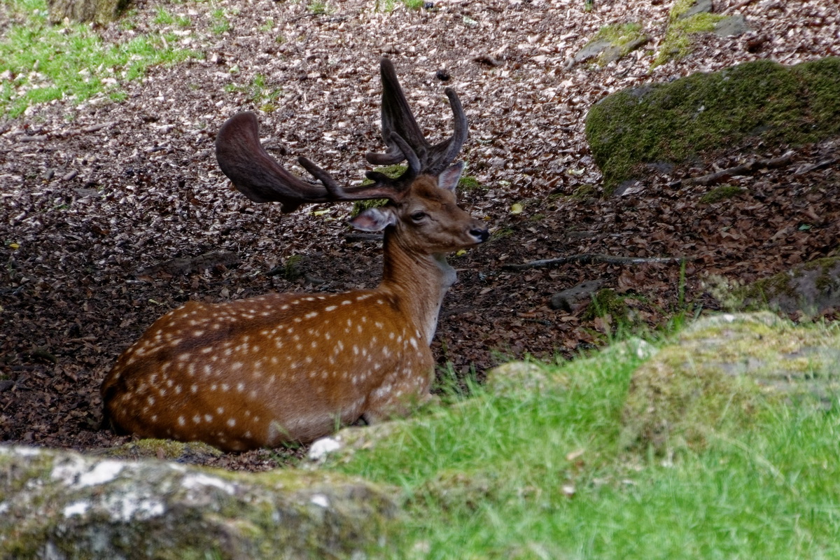 Dammhirsch