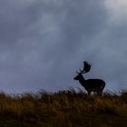 Dammhirsch im Gegenlicht