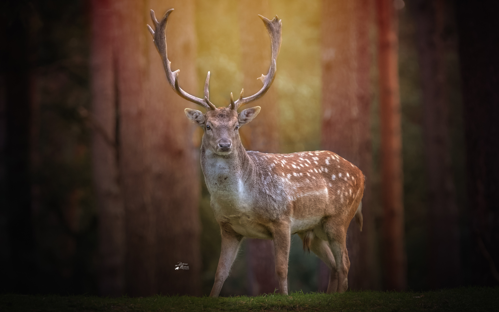 Dammhirsch  im Wald