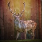 Dammhirsch  im Wald