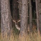 Dammhirsch in der Abenddämmerung erwischt