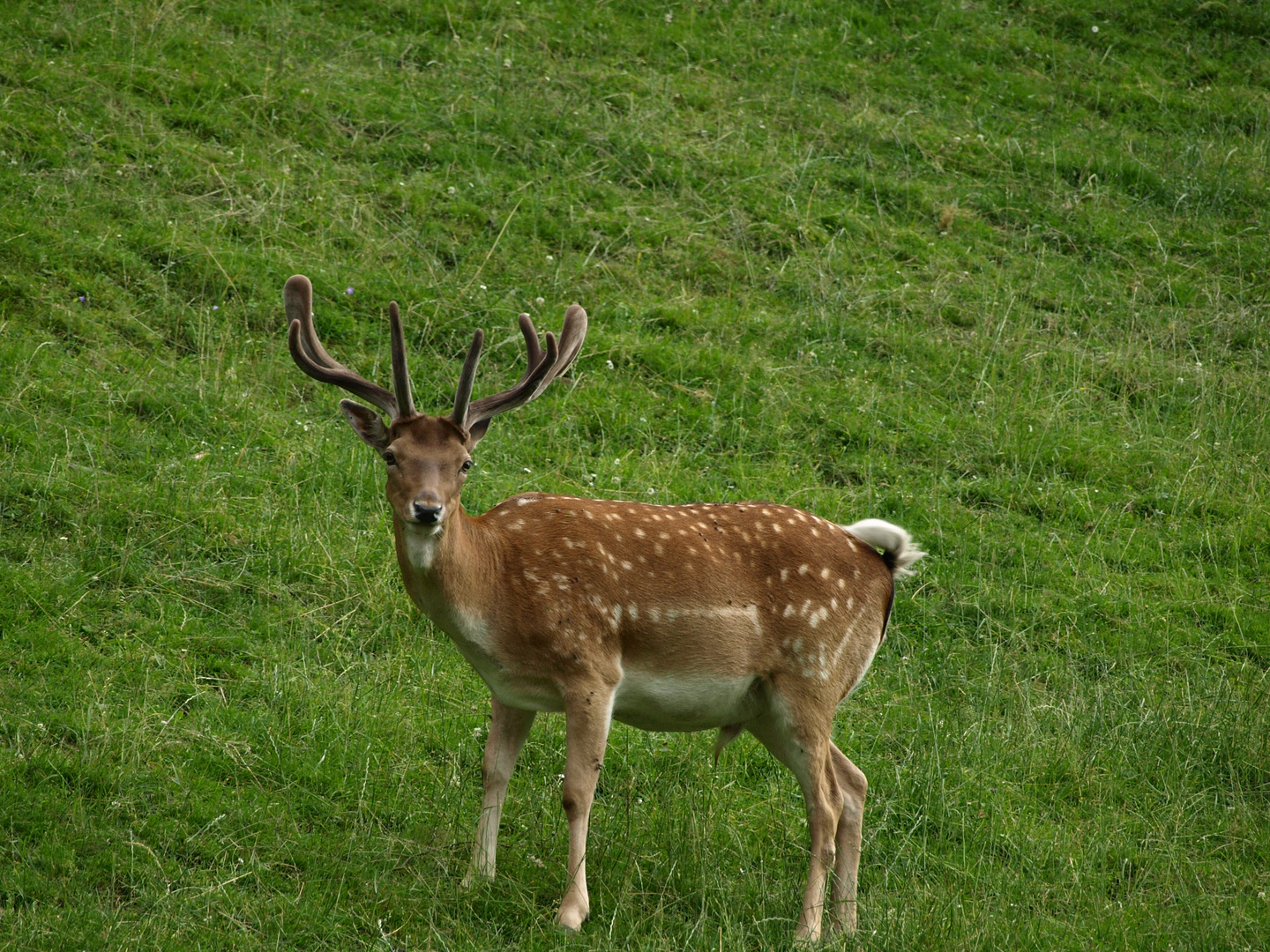 DAMMHIRSCH IN TROFAICH