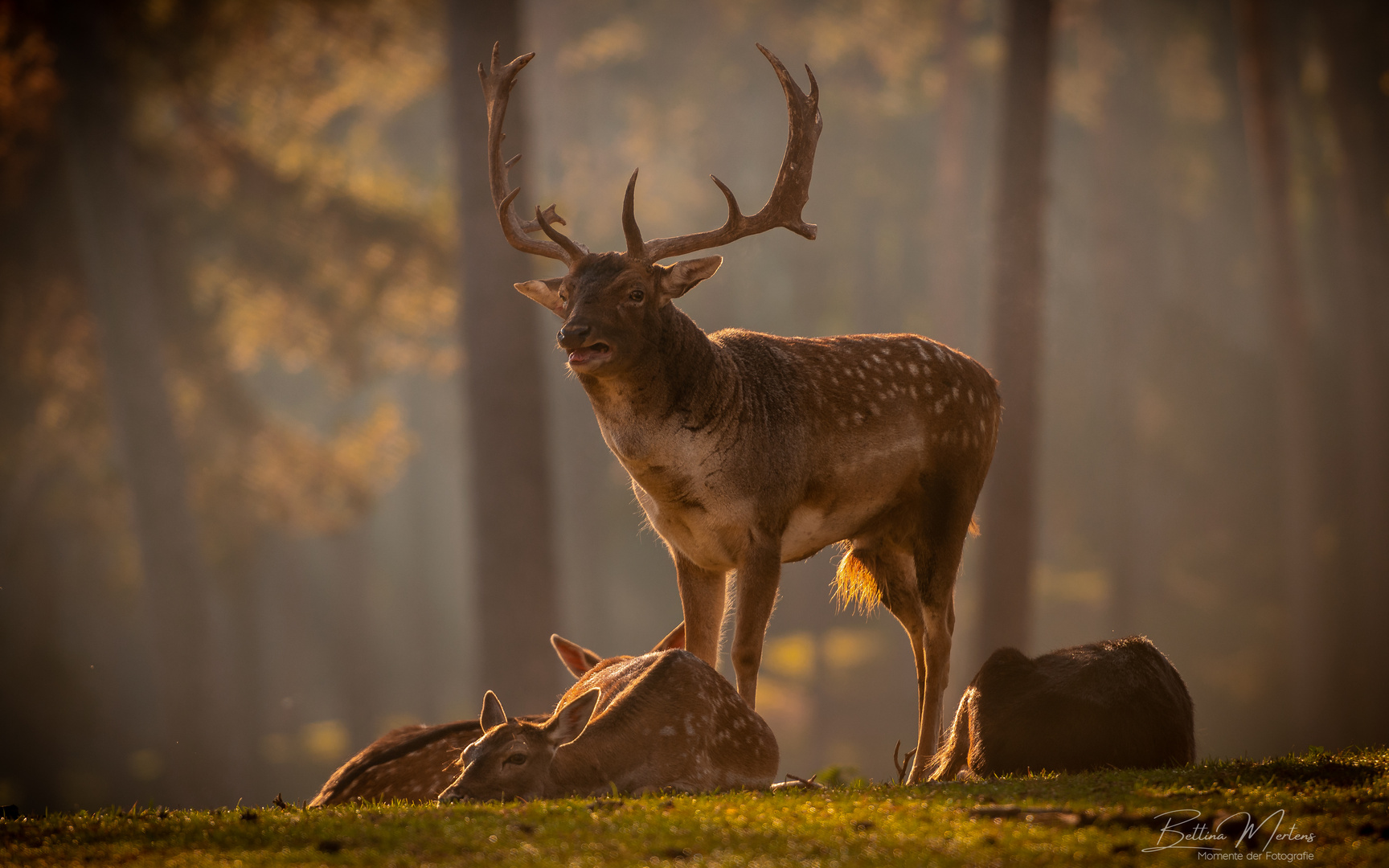 Dammhirsch mit Gefolge im Morgenlicht