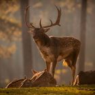 Dammhirsch mit Gefolge im Morgenlicht