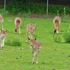 Dammhirsche  hoffen auf was zu fressen im Aboretum in Neuss