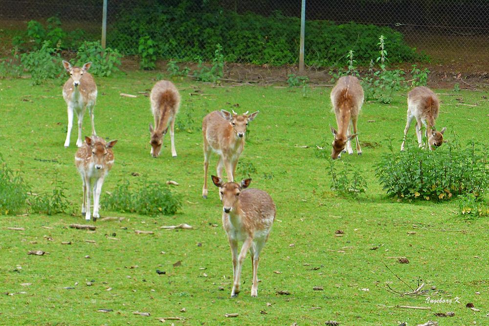 Dammhirsche  hoffen auf was zu fressen im Aboretum in Neuss