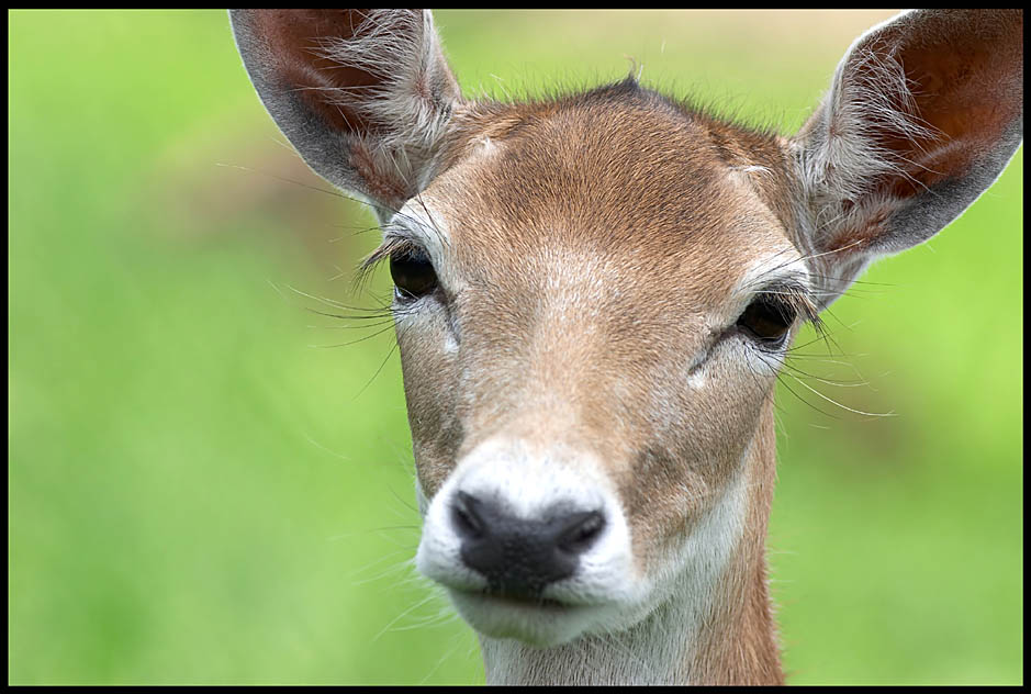 Dammhirschportrait