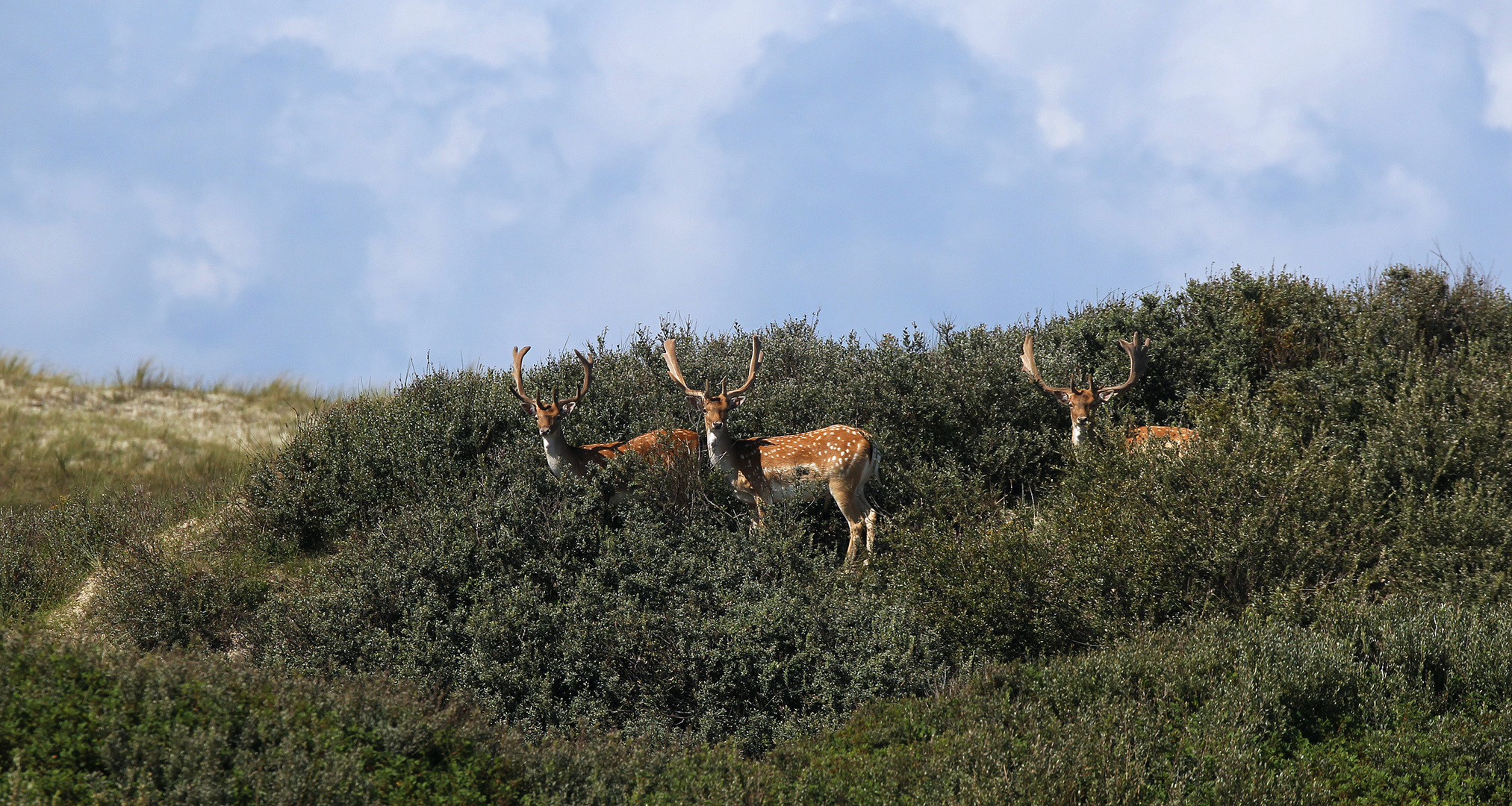 Dammwild auf Norderney