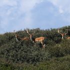 Dammwild auf Norderney