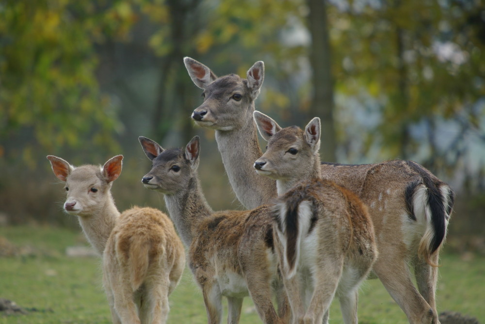 Dammwild Familie