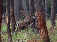 Dammwild-Hirsch im Mönchbruch