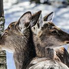 Dammwild im Doppelpack