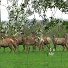 Dammwild im Frühling