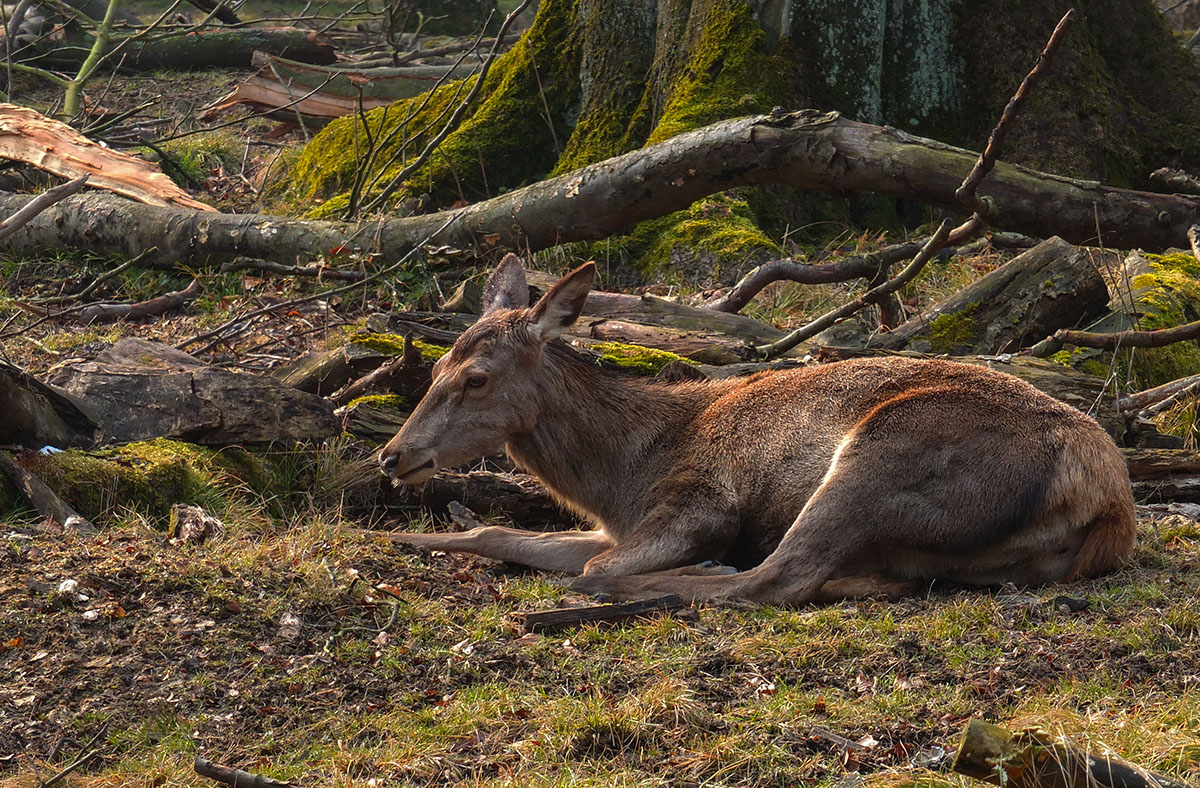 Dammwild im Grafenberger Wald