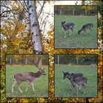 Dammwild im Herbst Collage