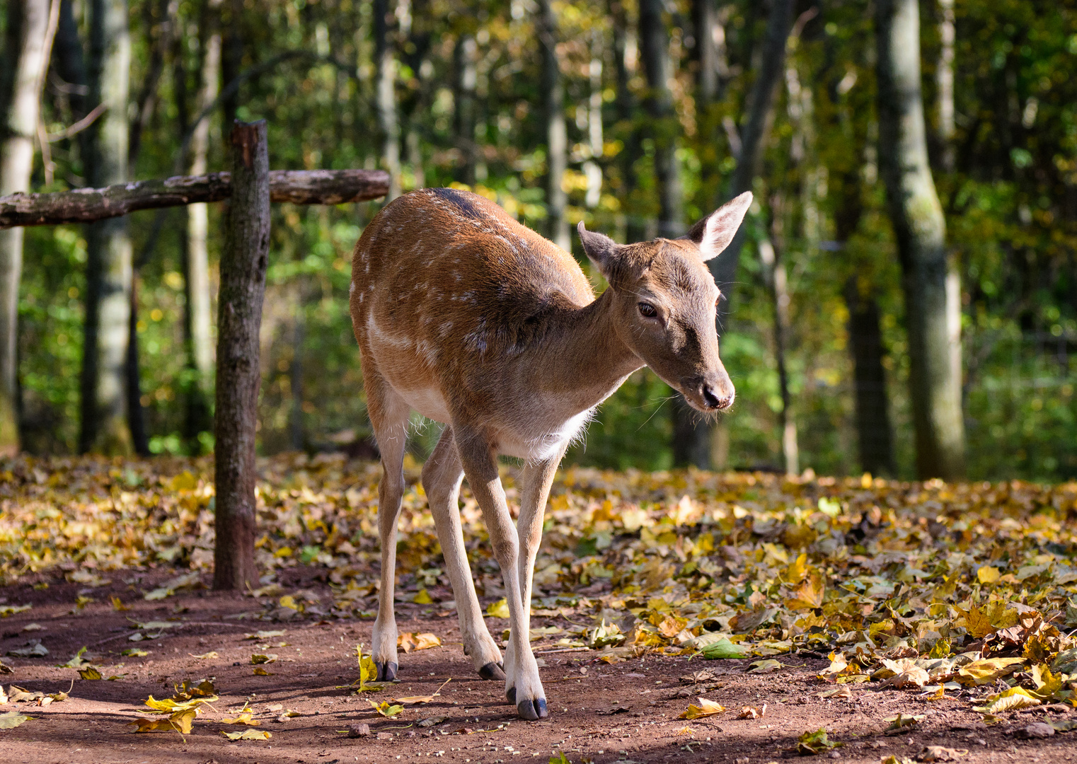 Dammwild im herbstlichen Wald