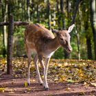 Dammwild im herbstlichen Wald