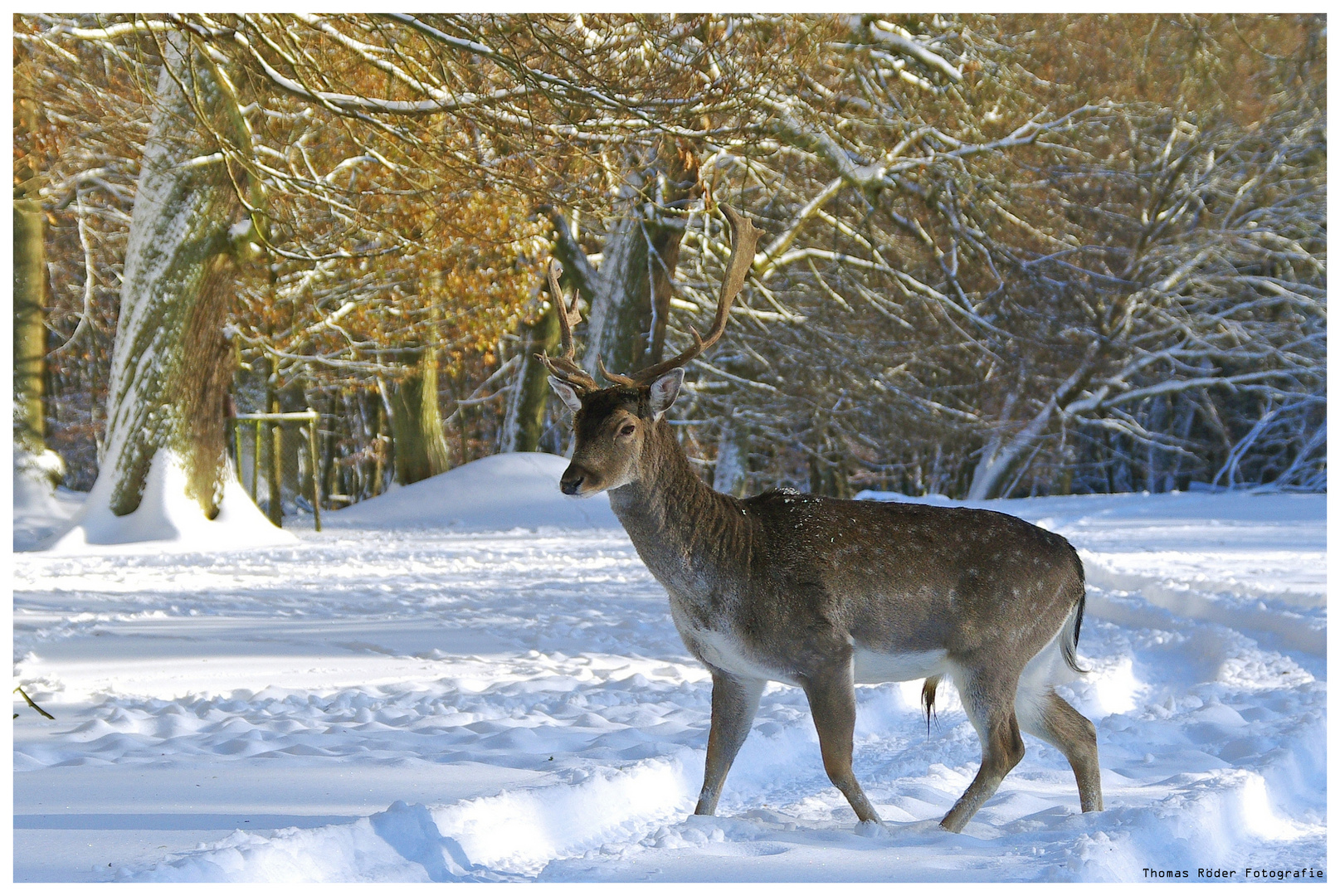 Dammwild im Hirschgarten II