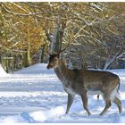 Dammwild im Hirschgarten II