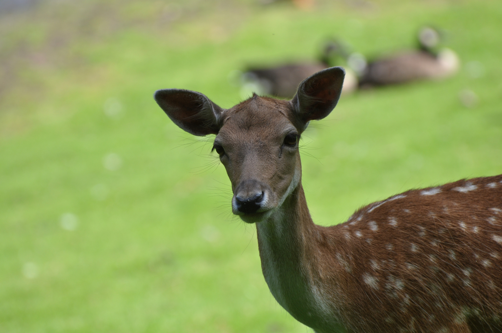 Dammwild im Tierpark Harburger Berge