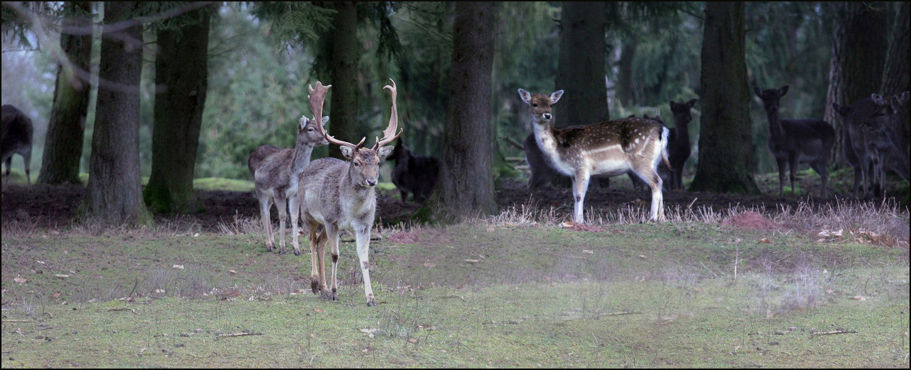 - Dammwild im Winterwald -