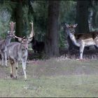 - Dammwild im Winterwald -