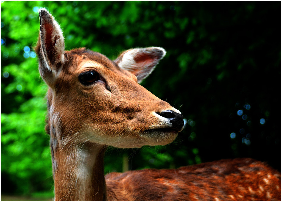 Dammwild in der Lobau