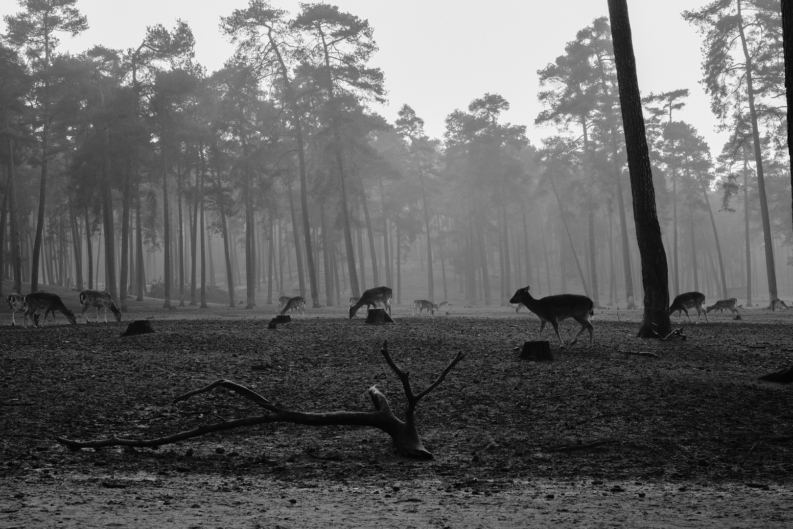 Dammwild in der Morgendämmerung (Schwarzweiss)