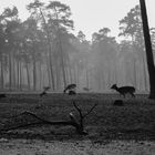 Dammwild in der Morgendämmerung (Schwarzweiss)