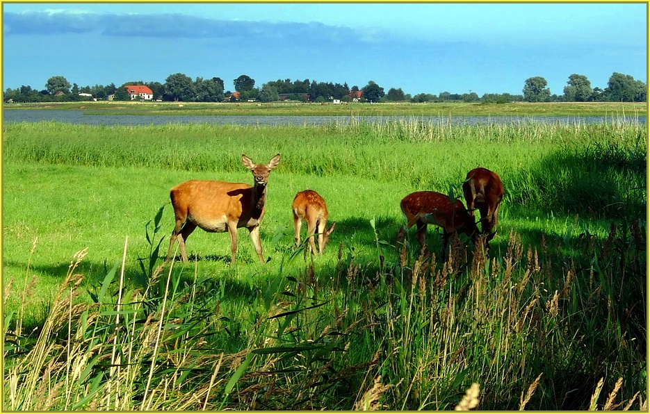 Dammwild, Reh-Familie und eins auf dem Hof