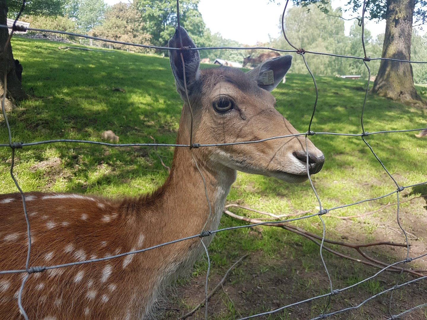 Dammwild..., Rehe wohin das Auge reicht...