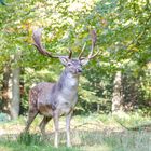 Dammwild Wildpark Neuhaus