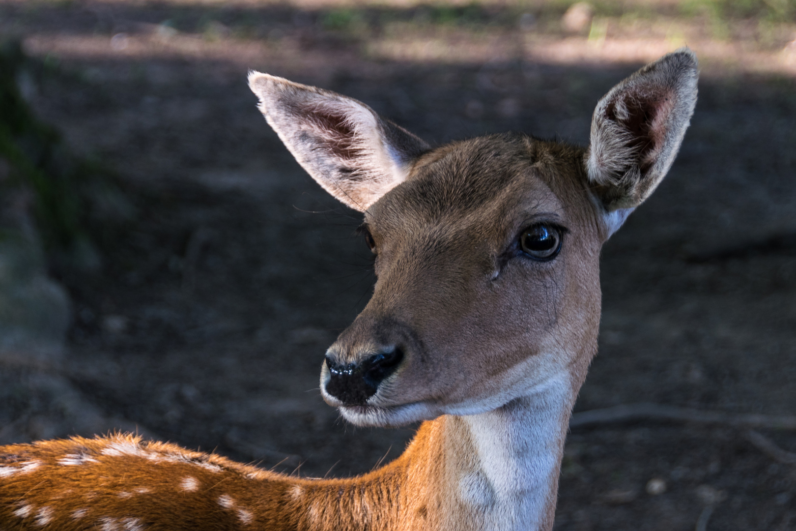 Dammwildgehege im Hochsauerland