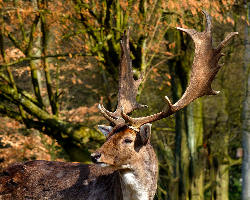 Dammwildhirsch