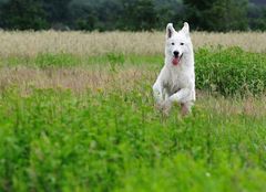 Damon - Schweizer Schäferhund