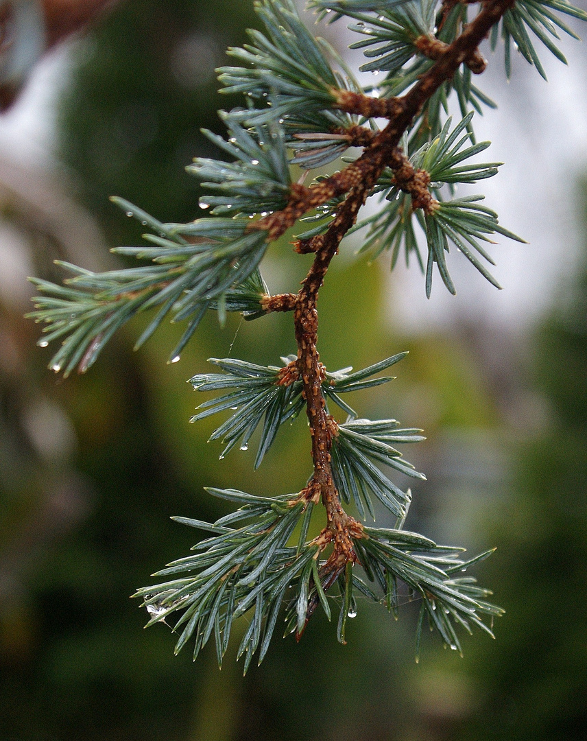 Damp Pine