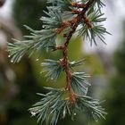 Damp Pine