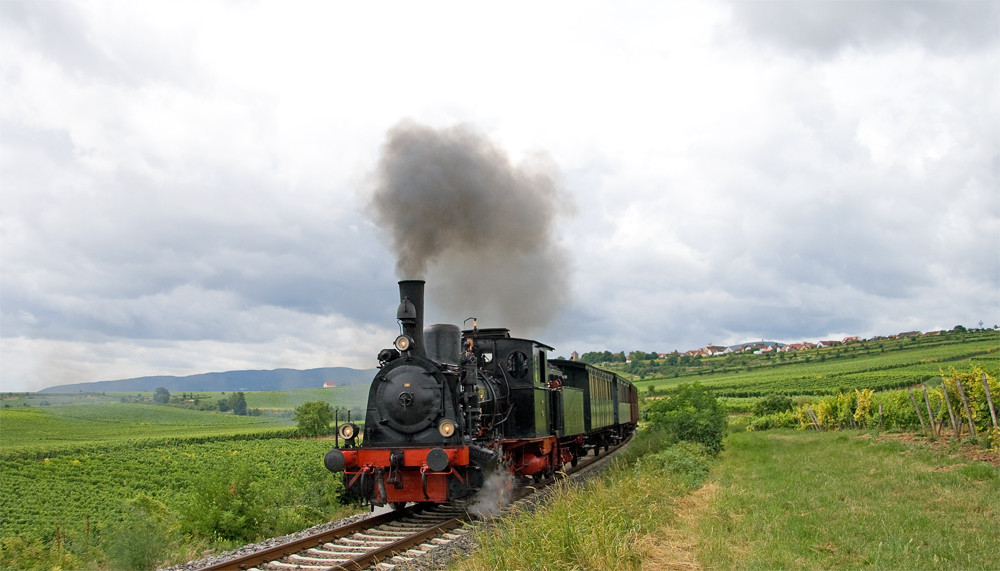 Dampf im Weinberg