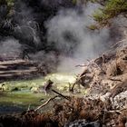 Dampf, Wasser, Schwefel: Wai-O-Tapu Geothermalpark in Neuseeland (Nordinsel)
