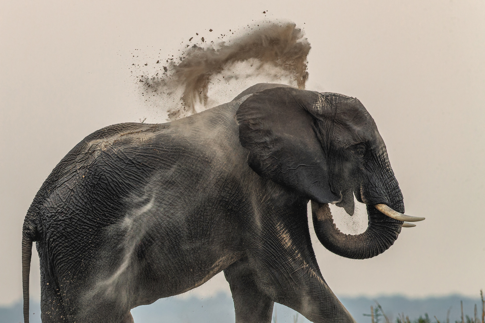 Dampfbetriebener Elefant