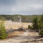 Dampfende Erde im Yellowstone National Park