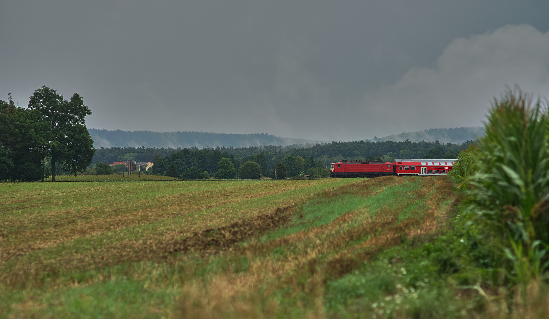 Dampfende Wälder