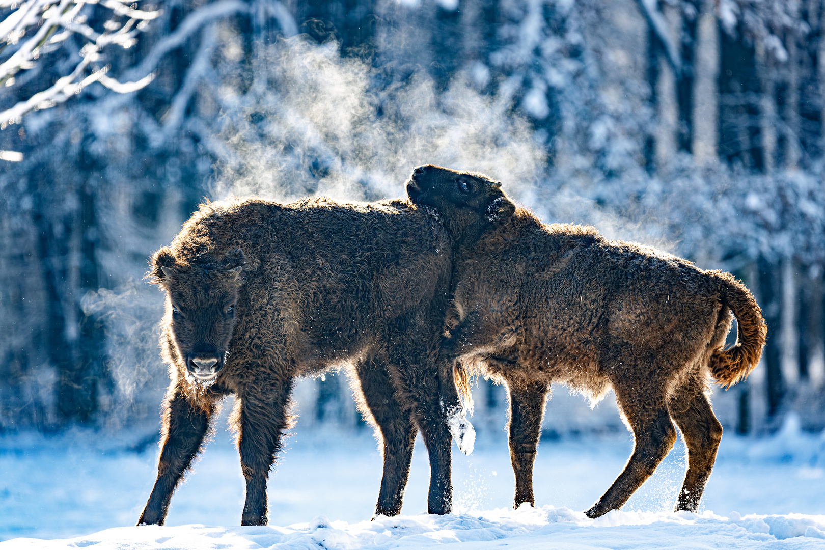 Dampfende Wisent