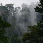 Dampfender Regenwald