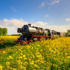 Dampflok im Rapsfeld