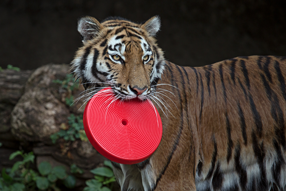 Dampfnudel mit Frisbee