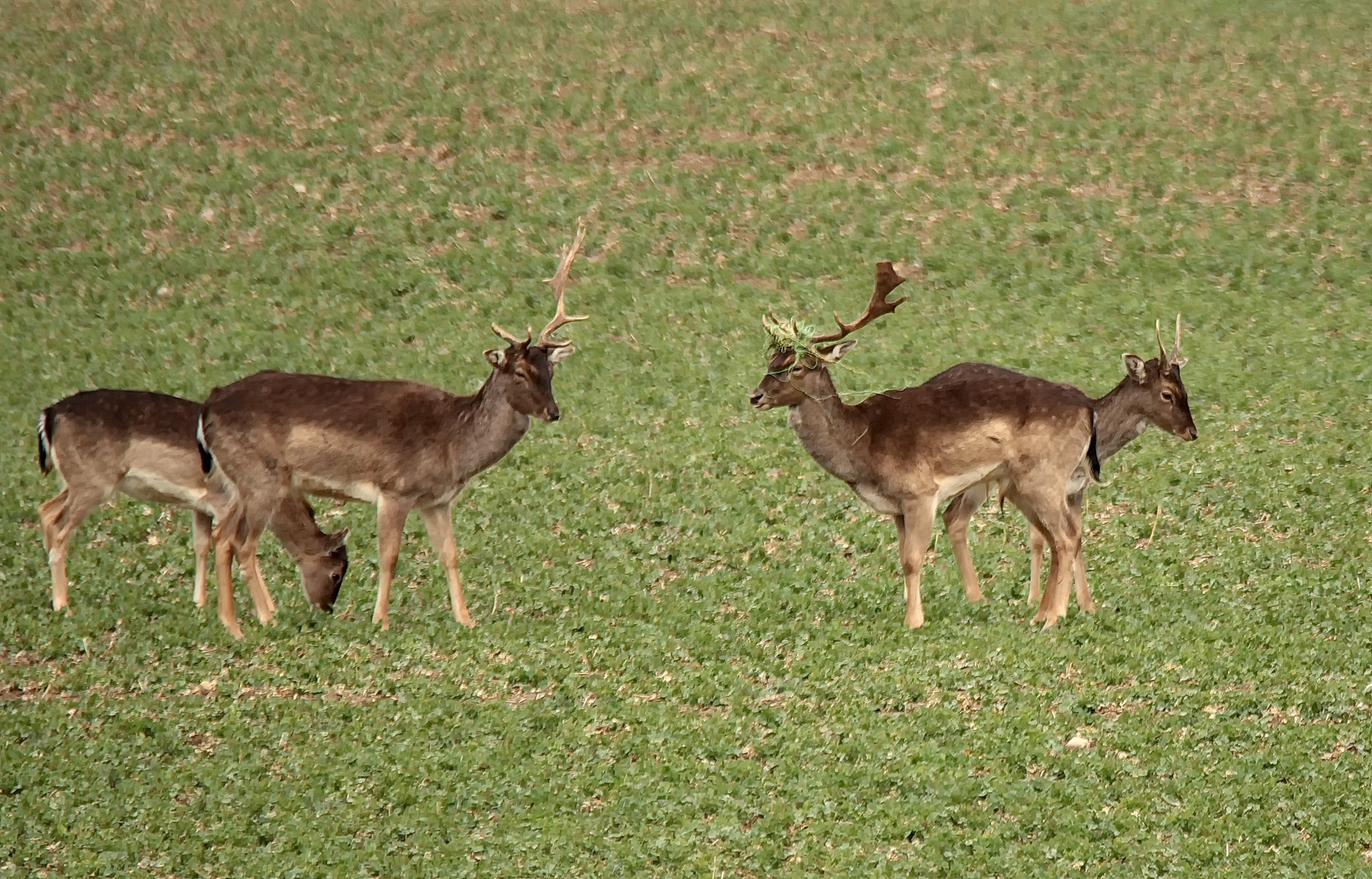 Damschaufler