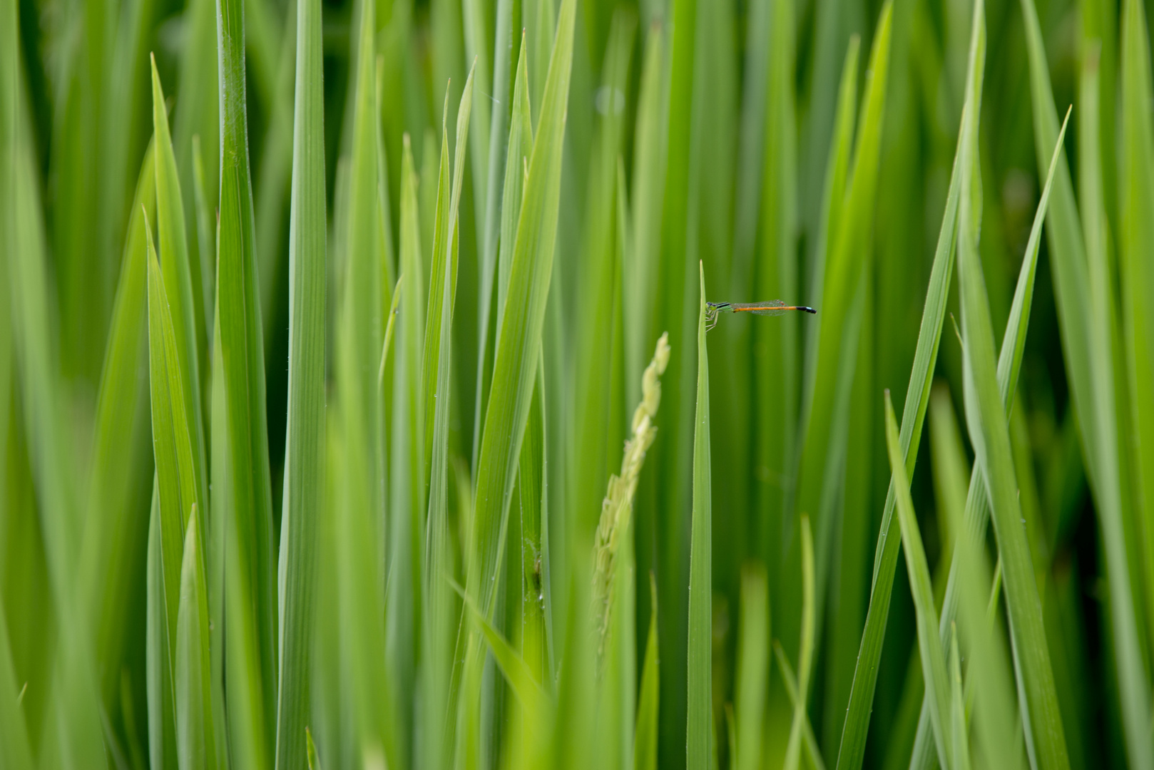 Damsel-fly