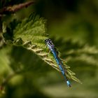 Damsel fly