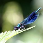 Damsel Fly